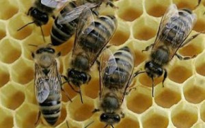 20.5.2014_στήριξη της μελισσοκομίας