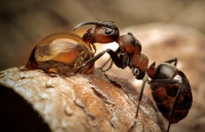 30.6.2014_Ο θαυμαστός κόσμος των μυρμηγκιών