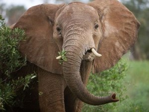 7.7.2014_Ελέφαντας απελευθερώνεται έπειτα από 50 χρόνια σκλαβιάς