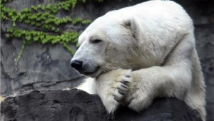 17.8.2014_Πέθανε η τελευταία πολική αρκούδα της Αφρικής