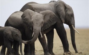 23.8.2014_Οι ελέφαντες της Αφρικής απειλούνται περισσότερο από ποτέ