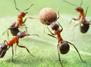 6.8.2014_Μπορούν τα μυρμήγκια να σταματήσουν την κλιματική αλλαγή;
