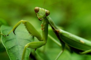 2.9.2014_Αλογάκι της Παναγίας (Mantis religiosa)