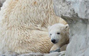13.10.2014_Η κλιματική αλλαγή συρρικνώνει τις πολικές αρκούδες