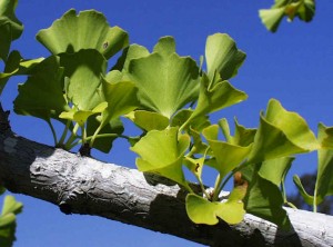 3.10.2014_Στο εναλλακτικό μικροσκόπιο το Ginkgo biloba