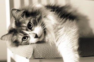 16.11.2014_Πότε και γιατί οι γάτες μπήκαν στα σπίτια των ανθρώπων;