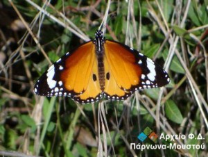 22.11.2014_Πεταλούδα τίγρης πεδιάδας