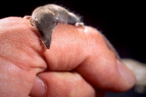 2811.2014_Ετρουσκομυγαλίδα - Το μικρότερο εδαφόβιο θηλαστικό του κόσμου