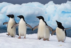 19.12.2014_Πώς αντέχουν το ψύχος της Ανταρκτικής οι πιγκουΐνοι;