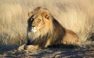 4.1.2014_Τανζανία σφαγιάστηκαν έξι σπάνια λιοντάρια από εξαγριωμένους κατοίκους