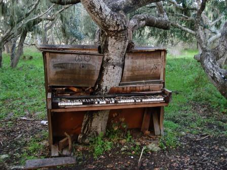 Πιάνο-δέντρο στην Καλιφόρνια .