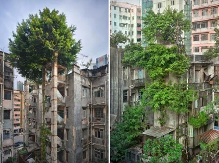 Τα δέντρα νικούν το τσιμέντο στο Χονγκ Κονγκ.
