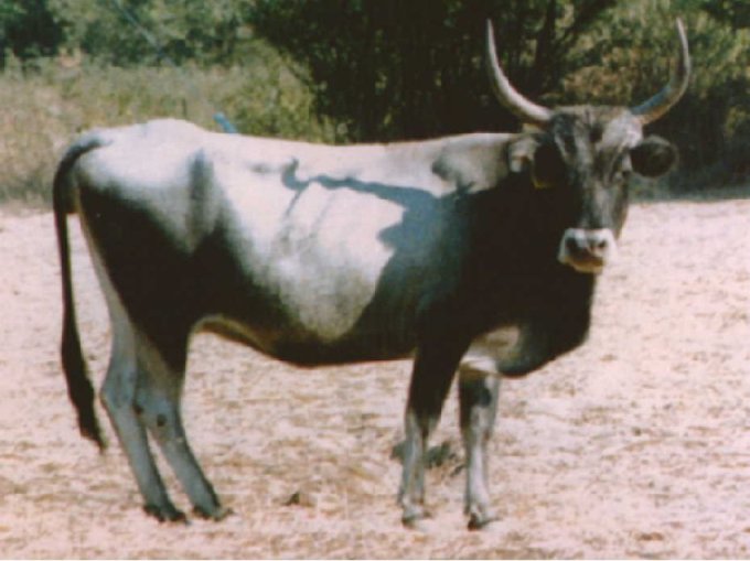 Αγελάδα της στεπικής φυλής, με ιστορία χιλιάδων ετών στον Ελληνικό χώρο, όμοια με την προηγούμενη απεικόνιση στο χρυσό κύπελο. 
