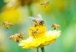 Οι μέλισσες της Πελοποννήσου στο επίκεντρο σεμιναρίου στο Άστρος Κυνουρίας
