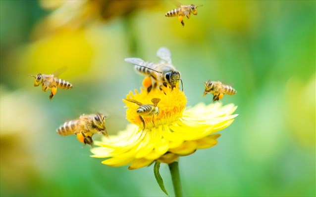 27.4.2015_Οι μέλισσες εθίζονται στα φυτοφάρμακα