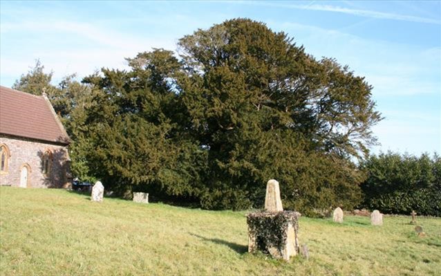 30.4.2015_Βρετανία Κινδυνεύει δέντρο 4.000 ετών