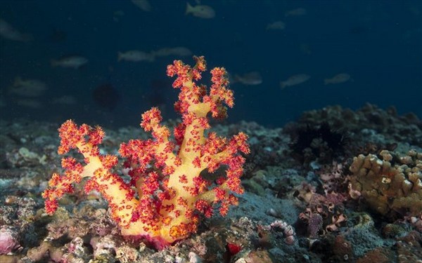 28.7.2015_Συνθετικά κοράλλια για τον καθαρισμό των ωκεανών