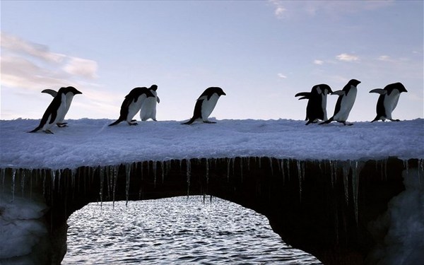 7.7.2015_Αναπάντεχα πλούσια η βιοποικιλότητα στην Ανταρκτική