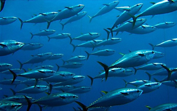 17.9.2015_Ο πληθυσμός των θαλασσίων ειδών μειώθηκε κατά 50