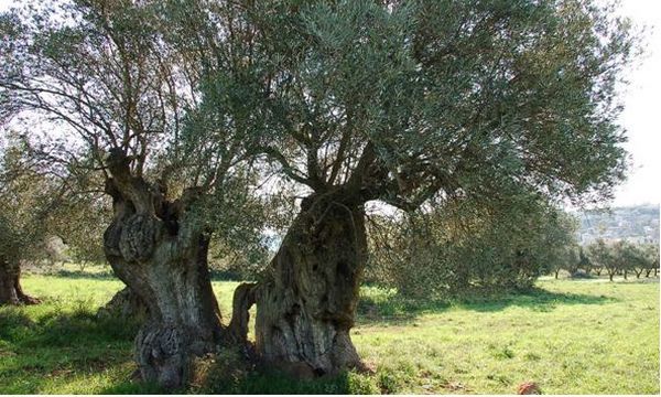 22.4.2016_Πλούσιες οι δράσεις του ΚΠΕ Μολάων_Ελαιώνας