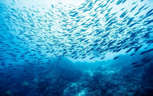 28-9-2016_thalassia-zoi-psaria-okeanos-alieusi-buthos-thalassa