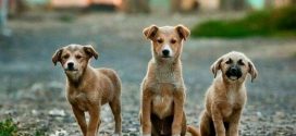 Δήμος Ευρώτα: 405.200 ευρώ για την κατασκευή καταφυγίου αδέσποτων ζώων