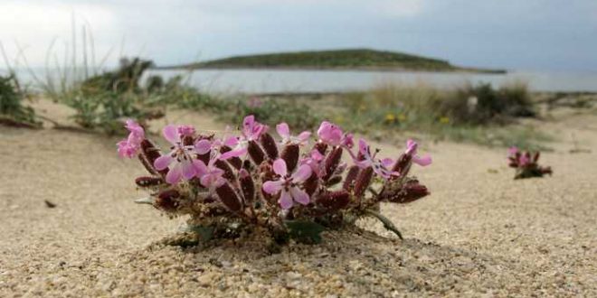 Σίμος: Η καρδιά της Ελαφονήσου στα χρόνια των Πειρατών (βίντεο)