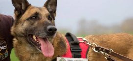 Ο Κούκι, ο πρώτος σκύλος ανιχνευτής δηλητηριασμένων δολωμάτων, βγήκε στη σύνταξη