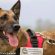 Ο Κούκι, ο πρώτος σκύλος ανιχνευτής δηλητηριασμένων δολωμάτων, βγήκε στη σύνταξη
