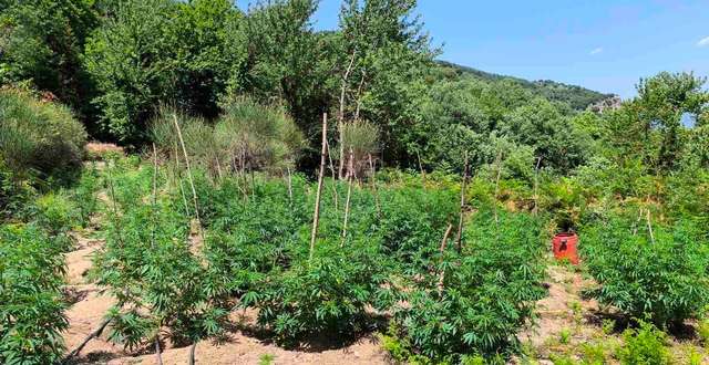 Φυτεία 1.828 δενδρυλλίων κάνναβης εντοπίσθηκε στη Λακωνία