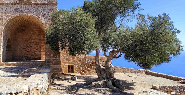 Εκδήλωση ένταξης μνημειακής ελιάς Μονεμβασίας  στο Δίκτυο Αιωνόβιων Δέντρων