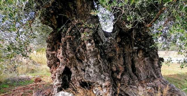 Οι υπεραιωνοβιες ελιές στο Δήμο Μονεμβασίας πρέπει άμεσα να προστατευτούν