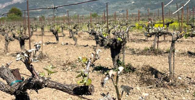 Σοβαρές επιπτώσεις από τον πρόσφατο παγετό στους αμπελώνες Πελοποννήσου